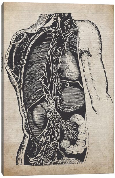 Vintage Organs Medical Print Canvas Art Print - Anatomy Art