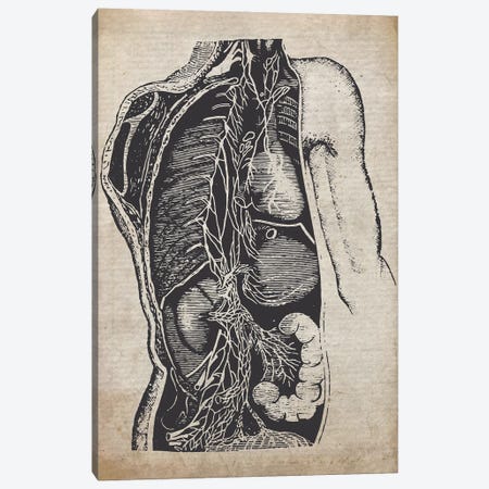 Vintage Organs Medical Print Canvas Print #FHC262} by FisherCraft Canvas Art Print