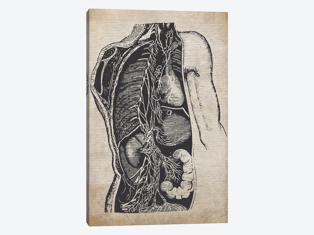 Vintage Organs Medical Print by FisherCraft 1-piece Art Print