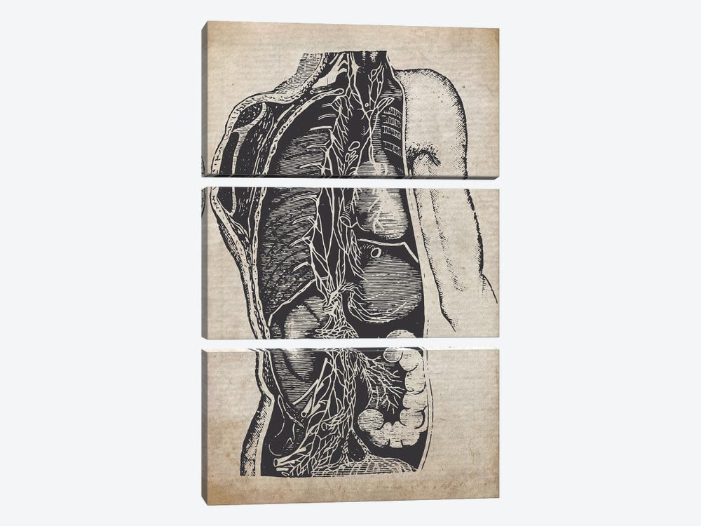 Vintage Organs Medical Print by FisherCraft 3-piece Canvas Art Print