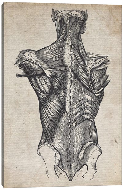 Vintage Spine Medical Print Canvas Art Print - Anatomy Art