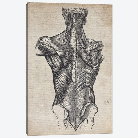 Vintage Spine Medical Print Canvas Print #FHC263} by FisherCraft Art Print