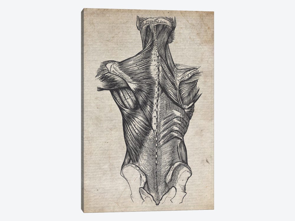 Vintage Spine Medical Print by FisherCraft 1-piece Canvas Artwork