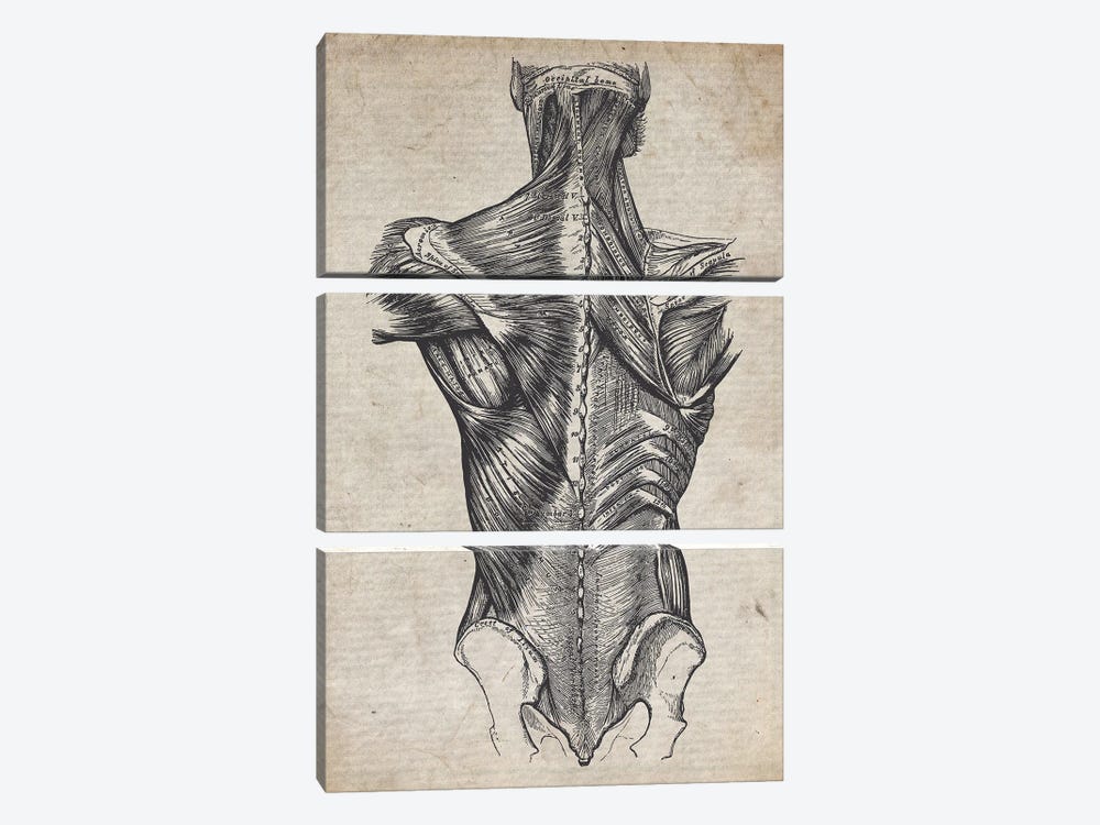 Vintage Spine Medical Print by FisherCraft 3-piece Canvas Art