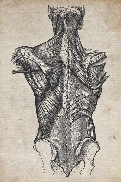 Science: Vintage Spine Medical Print by FisherCraft