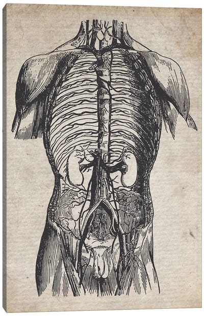 Vintage Medical Print Canvas Art Print - Anatomy Art