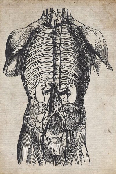 Biology: Vintage Medical Print by FisherCraft