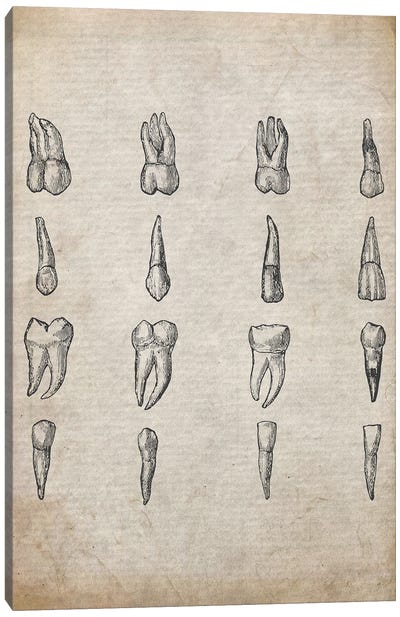 Vintage Teeth Medical Print Canvas Art Print - Anatomy Art