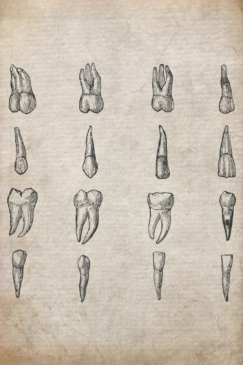 Vintage Teeth Medical Print