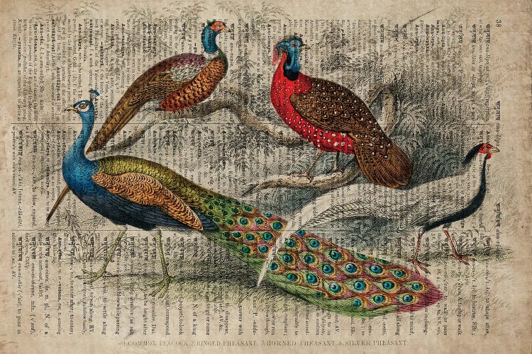 Oliver Goldsmith Birds