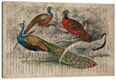 Oliver Goldsmith Birds Canvas Art Print - FisherCraft
