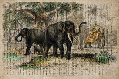Oliver Goldsmith Elephants by FisherCraft canvas print