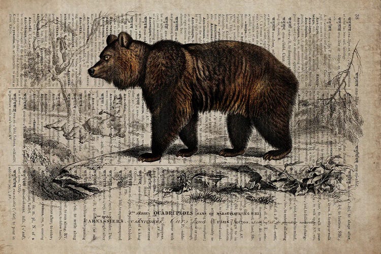 Dictionnaire Universel Bear