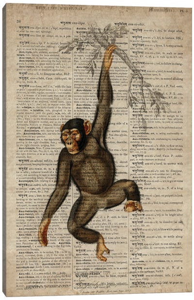 Dictionnaire Universel Chimp Canvas Art Print - Chimpanzees