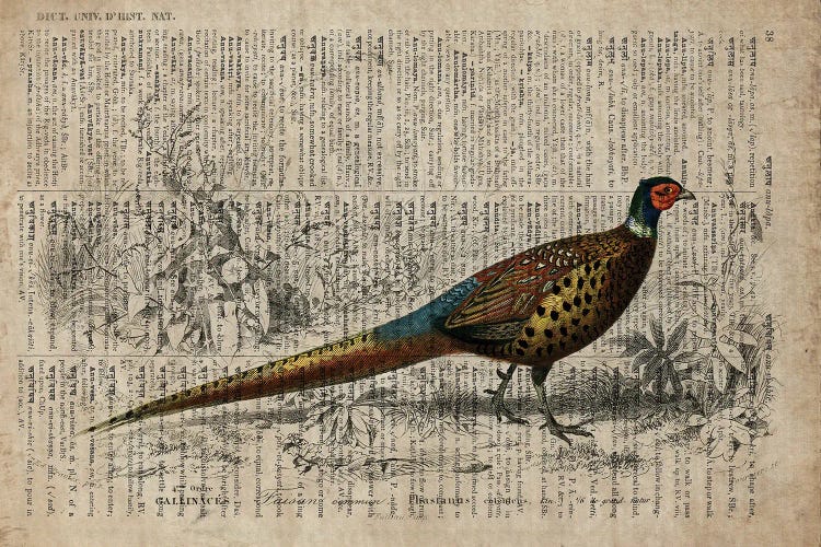 Dictionnaire Universel Pheasant