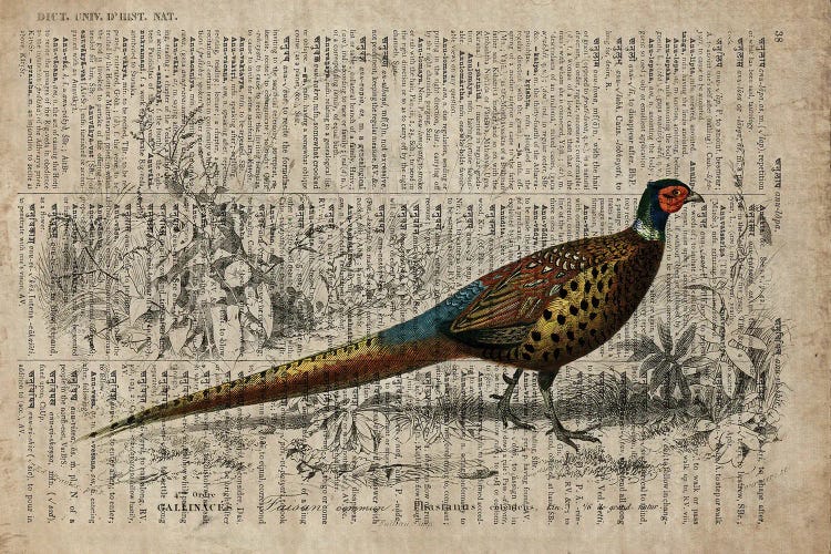 Dictionnaire Universel Pheasant by FisherCraft wall art