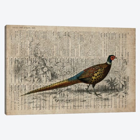Dictionnaire Universel Pheasant Canvas Print #FHC336} by FisherCraft Canvas Wall Art