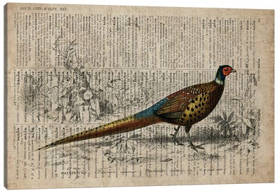Dictionnaire Universel Pheasant Canvas Art Print - FisherCraft