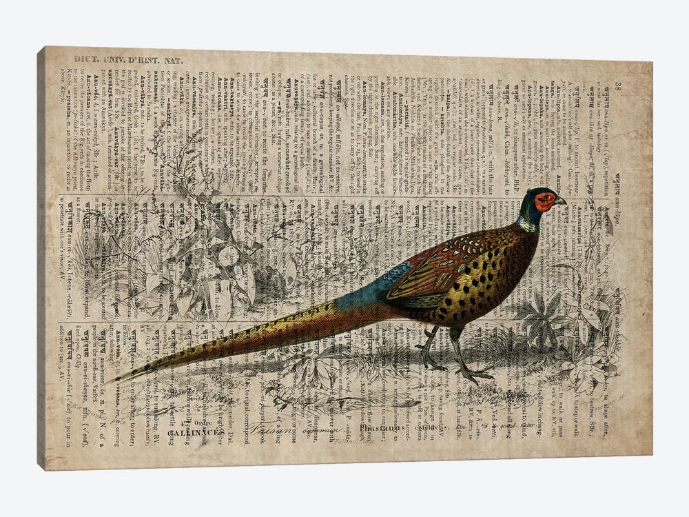 Dictionnaire Universel Pheasant by FisherCraft 1-piece Canvas Art Print