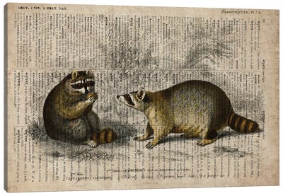 Dictionnaire Universel Racoons Canvas Art Print - Raccoon Art