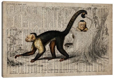 Dictionnaire Universel Monkey Canvas Art Print - Monkey Art