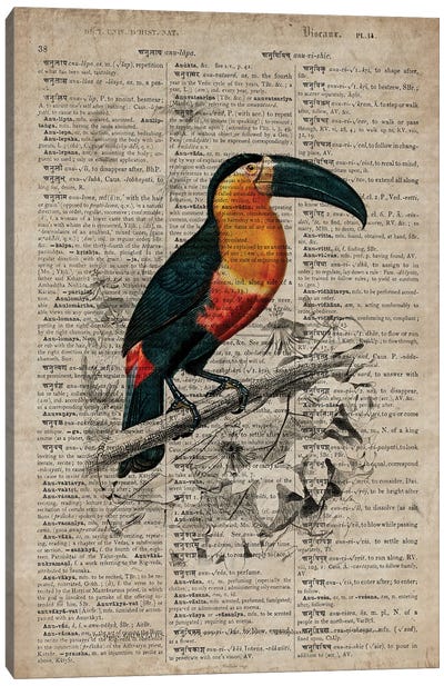 Dictionnaire Universel Toucan Canvas Art Print - Toucan Art
