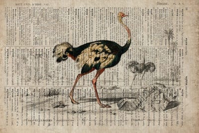 Emus