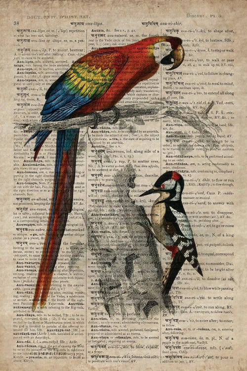 Dictionnaire Universel Parrot And Woodpecker