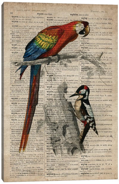 Dictionnaire Universel Parrot And Woodpecker Canvas Art Print - Woodpecker Art