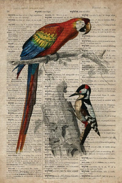 Dictionnaire Universel Parrot And Woodpecker