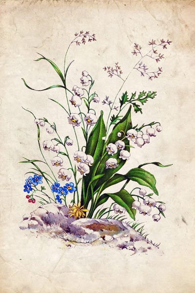 Vintage Lily Of The Valley by FisherCraft framed canvas print