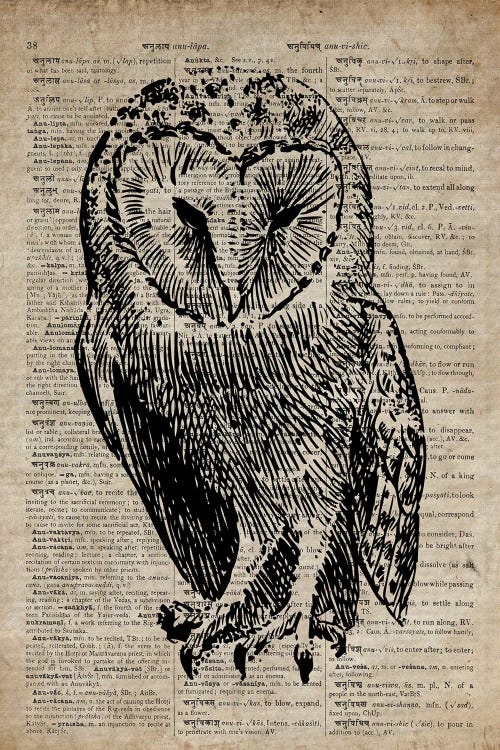 vintage owl drawing