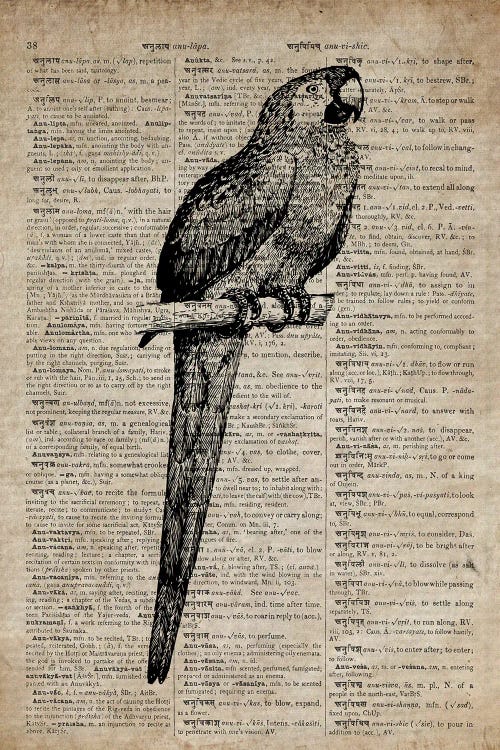 Parrot Etching Print VII On Old Dictionary Paper