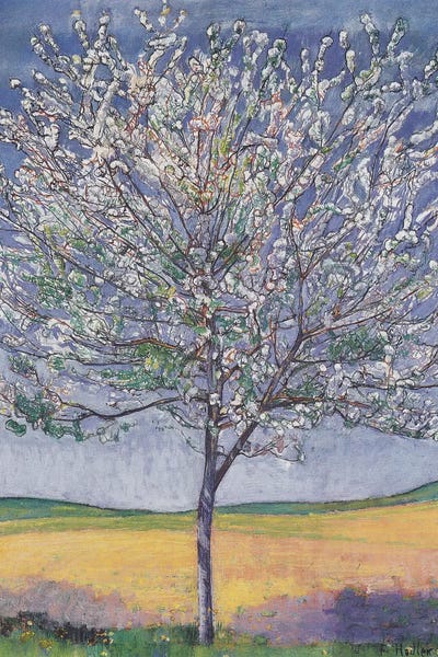 Cherry Tree In Bloom - 1905