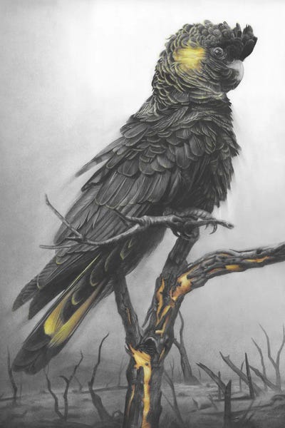 Black Cockatoo by Fiona Francois canvas print