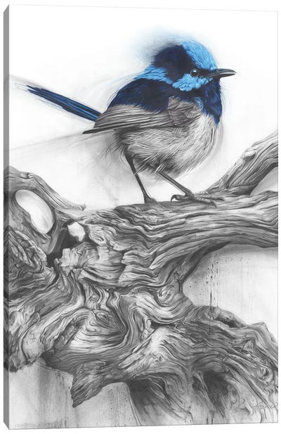 Fairy Wren Canvas Art Print - Wrens