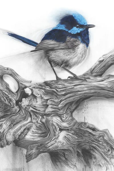 Hyper-Realistic & Detailed Drawings: Fairy Wren by Fiona Francois