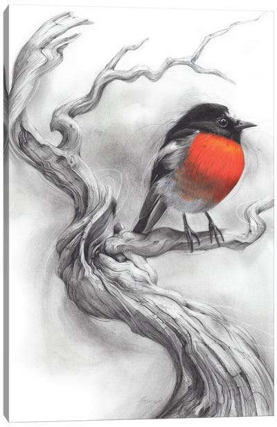 Scarlet Robin Canvas Art Print - Fiona Francois
