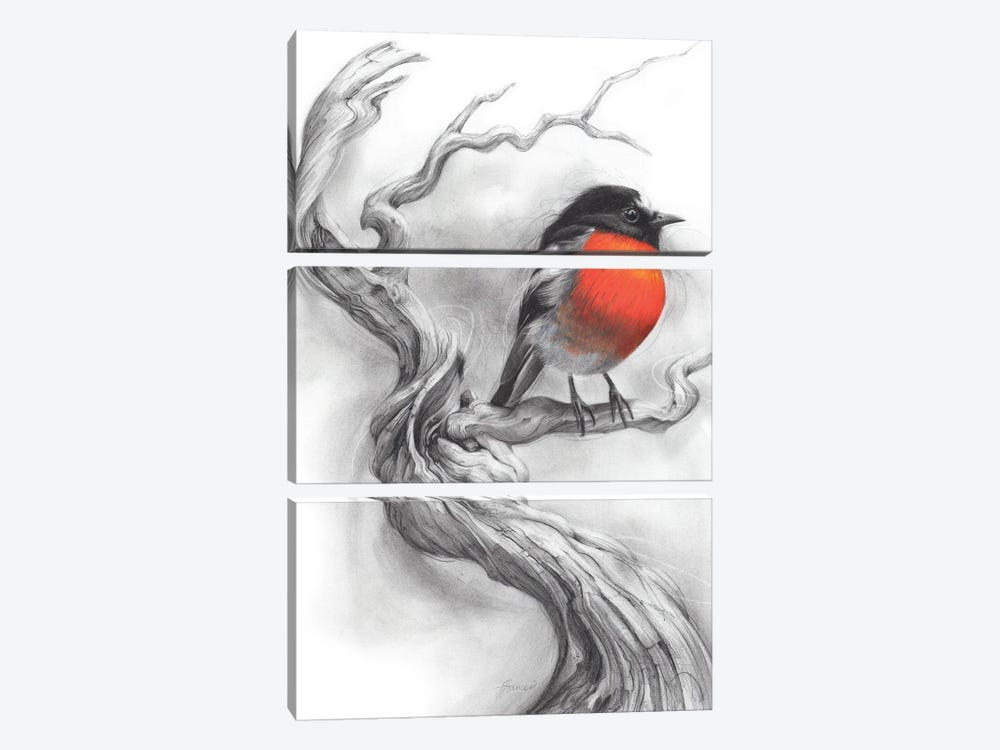 Scarlet Robin by Fiona Francois 3-piece Canvas Wall Art