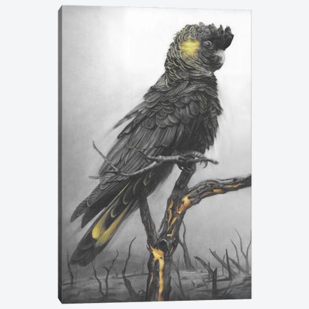 Black Cockatoo Canvas Print #FIF1} by Fiona Francois Canvas Wall Art