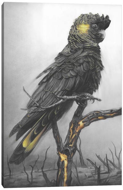 Black Cockatoo Canvas Art Print - Black, White & Yellow Art