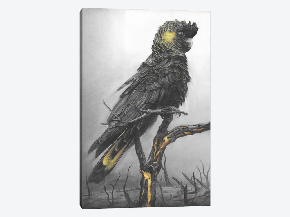 Black Cockatoo by Fiona Francois 1-piece Canvas Wall Art