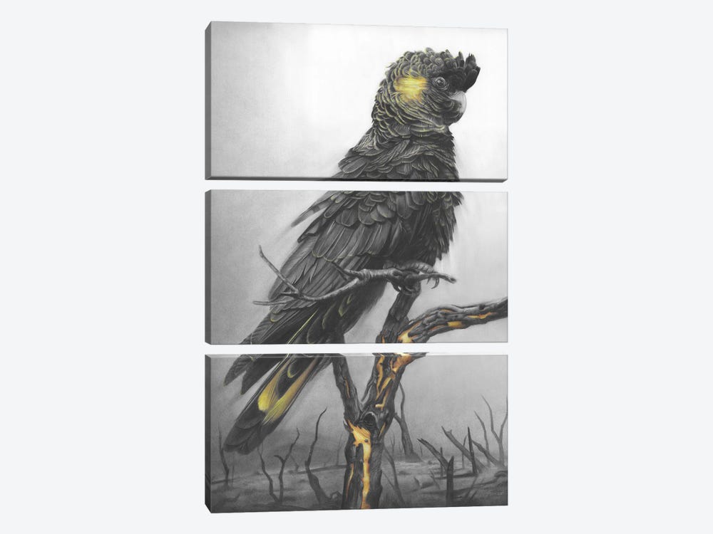 Black Cockatoo by Fiona Francois 3-piece Canvas Artwork
