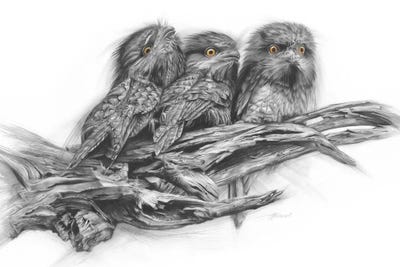 Tawny Frogmouth Trio by Fiona Francois multi panel art