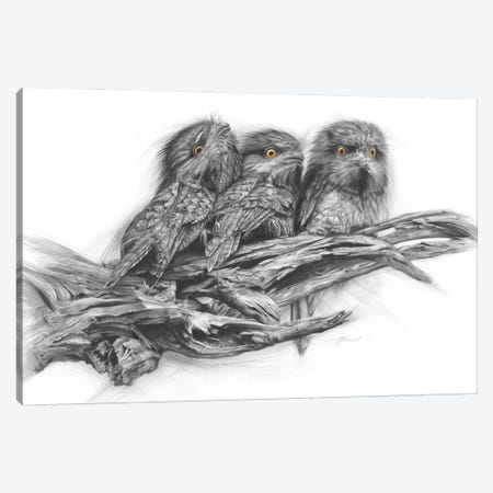 Tawny Frogmouth Trio Canvas Print #FIF34} by Fiona Francois Canvas Art Print