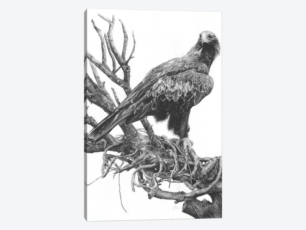 Wedge-Tailed Eagle by Fiona Francois 1-piece Canvas Art Print
