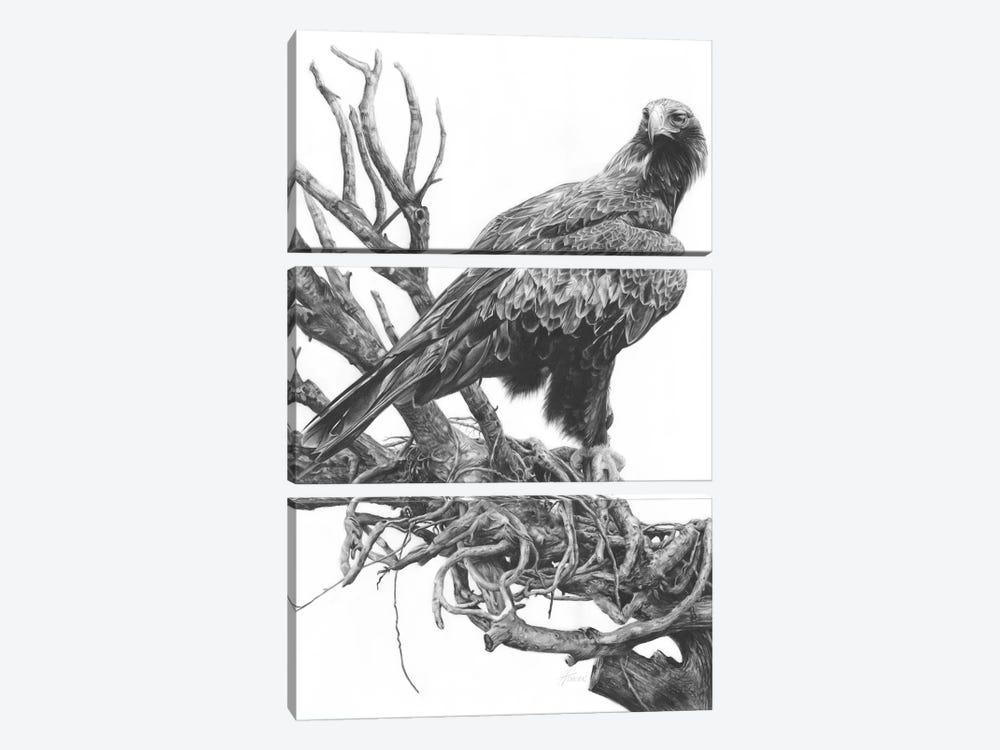 Wedge-Tailed Eagle by Fiona Francois 3-piece Art Print