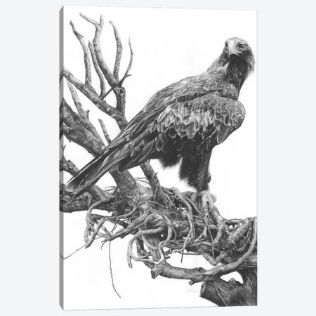 Wedge-Tailed Eagle Canvas Print #FIF37} by Fiona Francois Art Print