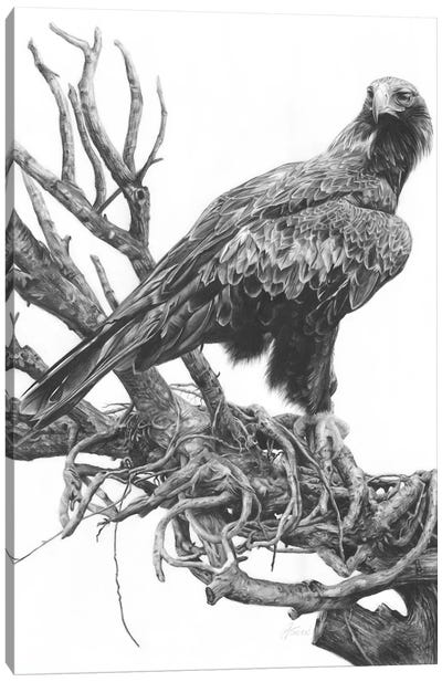Wedge-Tailed Eagle Canvas Art Print - Eagle Art