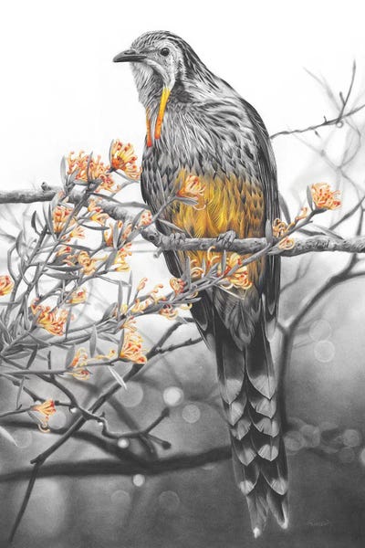 Yellow Wattlebird by Fiona Francois framed wall art
